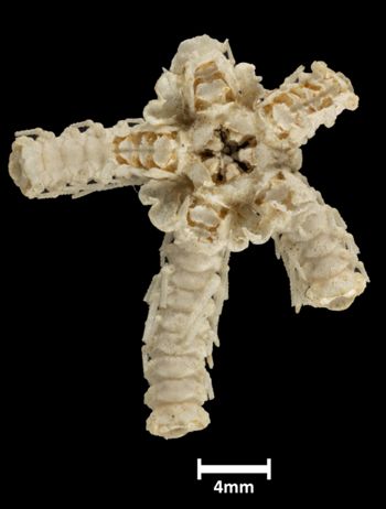 Media type: image;   Invertebrate Zoology OPH-2051 Description: Top down view of ophiuroid disk with a scale bar.;  Aspect: dorsal1